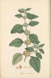 Withania somnifera botanical plate from Flora Graeca showing leafy stems and lantern fruits