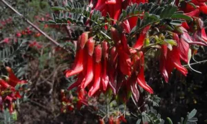 Chapter 7: Lessertia frutescens, a flowering branch