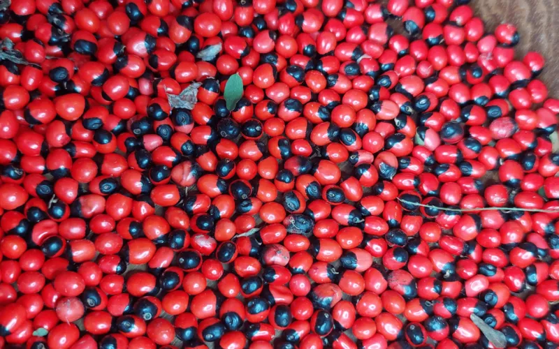 Rosary Pea (Abrus precatorius): Pretty Seed, Deadly Protein