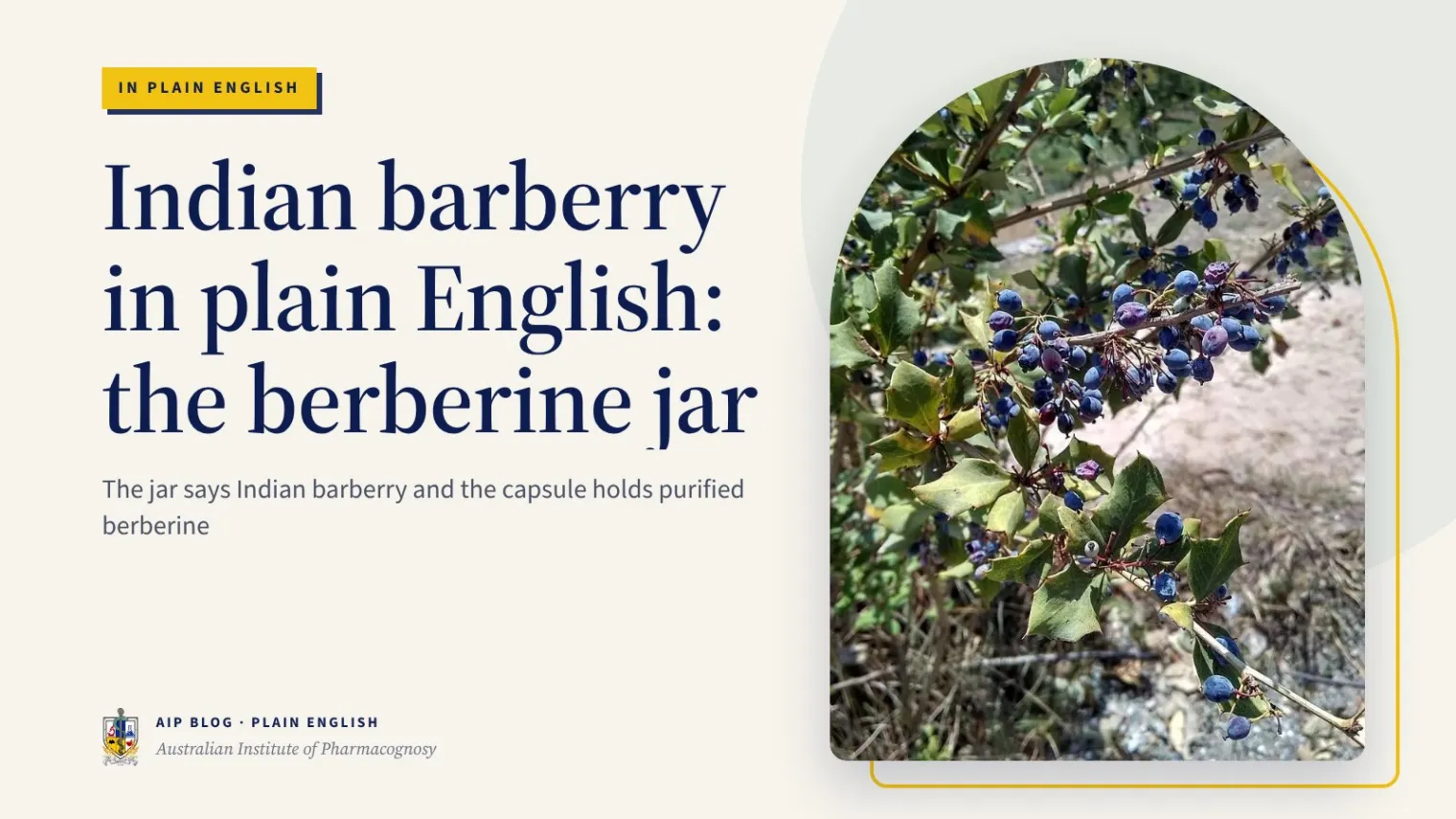 Indian barberry in plain English: the berberine jar - Australian Institute of Pharmacognosy