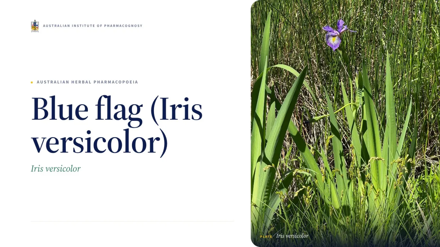 Blue flag (Iris versicolor) - Australian Institute of Pharmacognosy