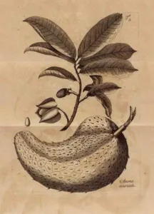 Eighteenth-century engraved botanical plate of Annona muricata showing leaves, flower, seed and fruit