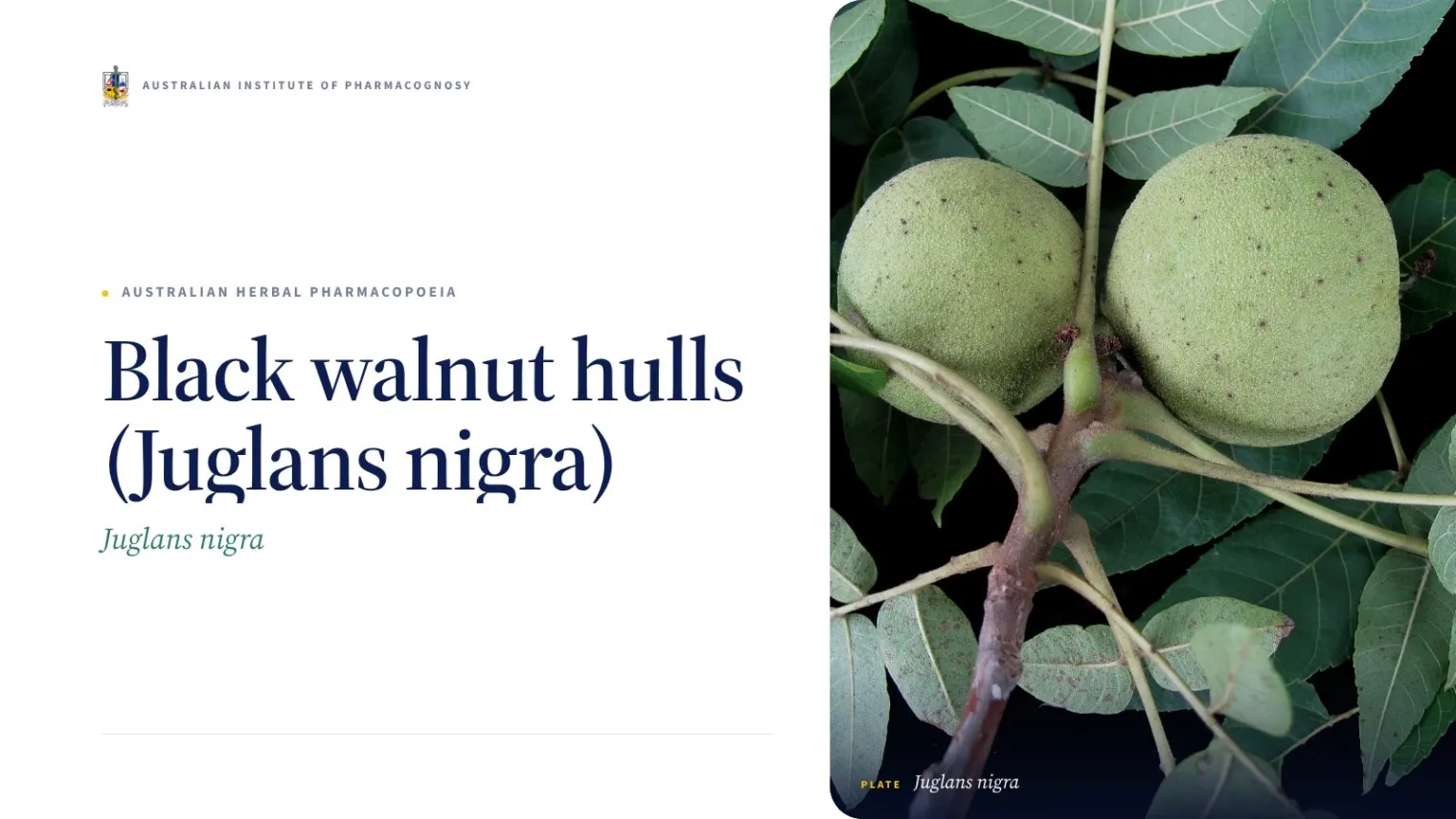 Black walnut hulls (Juglans nigra) - Australian Institute of Pharmacognosy