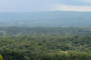General view of tropical rainforest in Kakamega Forest National Reserve Kenya