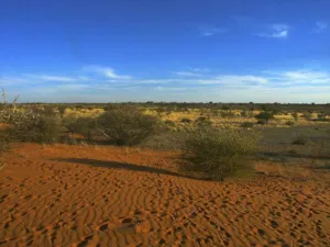 Red Kalahari sand with low shrubs and scattered bushes under a blue sky