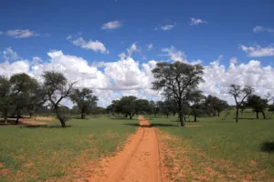 Red sand track through Kalahari savanna with camelthorn trees and scattered clouds at Buitepos, Namibia