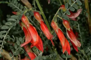 Lessertia frutescens in flower in the Little Karoo, Western Cape, South Africa