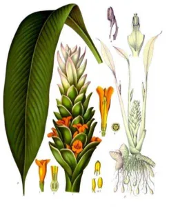 Botanical plate of Curcuma longa with leaf, flower spike and yellow rhizome