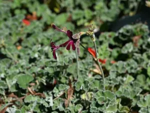 Mat of Pelargonium sidoides plants in flower growing over stony ground