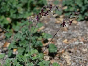 Pelargonium sidoides plants in flower on stony ground