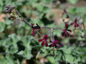 Pelargonium sidoides rosette of grey green leaves with tall stalks carrying dark maroon flowers