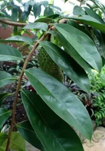 Soursop branch with leaves and a developing fruit