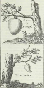 Engraving from a 1742 French book showing a custard apple tree and a soursop tree