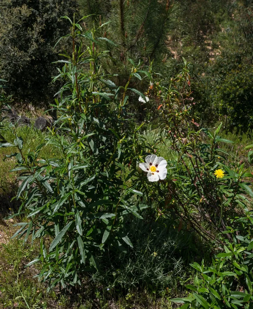 Gum rockrose shrub with a white flower