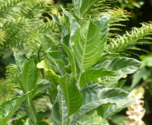 Grey green oval leaves of Withania somnifera