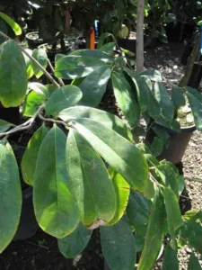 Glossy dark green soursop leaves on a branch at a plant nursery