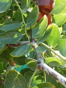 Chapter 10, safety and interactions: glossy three-veined jujube leaves