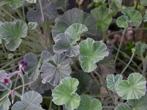 Close view of the grey green velvety heart shaped leaves of Pelargonium sidoides