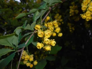 Chapter 14: Berberis lycium, a substituted congener