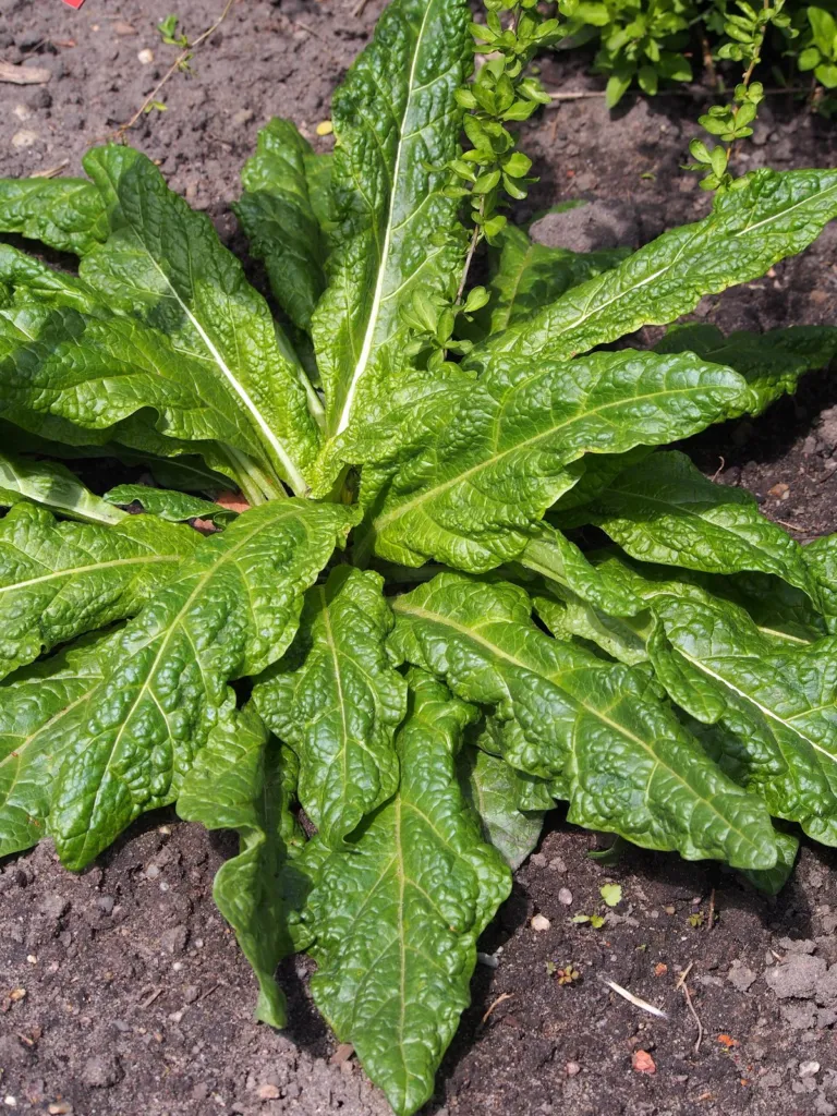 Rosette of broad crinkled mandrake leaves