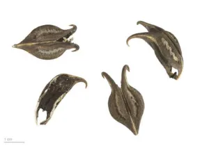 Four dried black Martynia annua seed pods each with two curved hooked horns