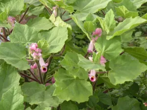 Martynia annua plant with pale pink tubular flowers and broad leaves