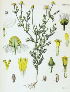 Botanical plate of chamomile