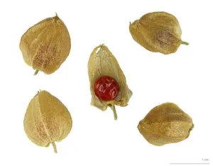 Dried Withania somnifera fruits in papery calyces with one red berry exposed