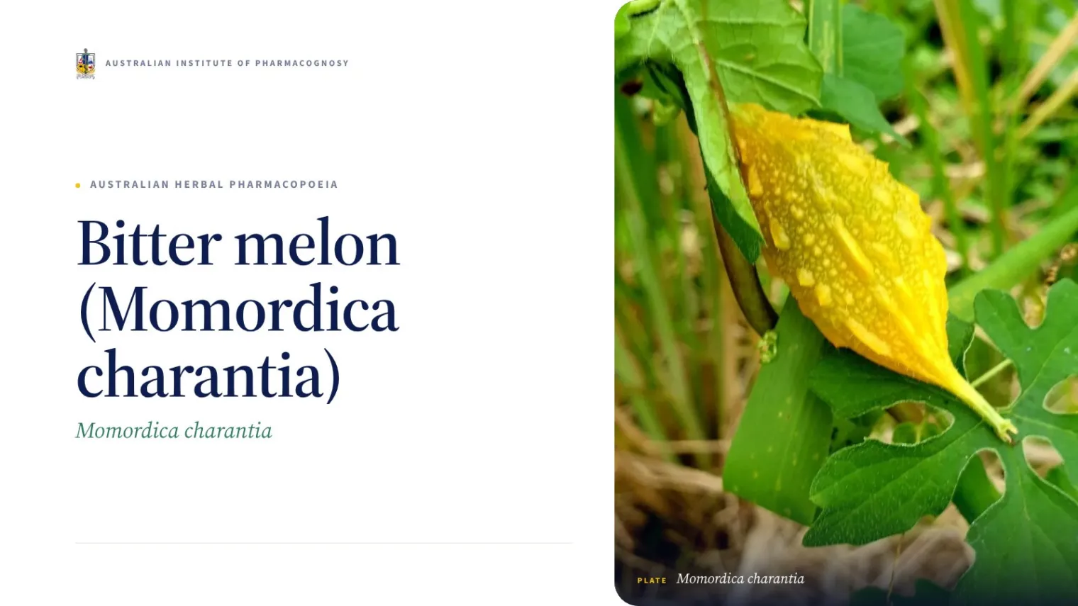 Bitter melon (Momordica charantia) - Australian Institute of Pharmacognosy