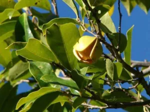 Flower of mountain soursop Annona montana photographed at a Brisbane botanic garden