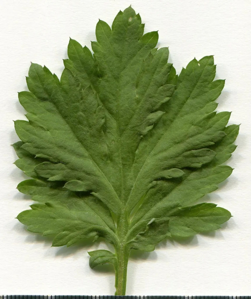 Pressed mugwort leaf on white herbarium paper