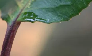 Extrafloral nectaries on the leaf margin of Prunus africana