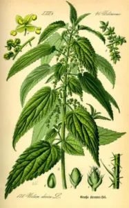 Botanical illustration of Urtica dioica stinging nettle