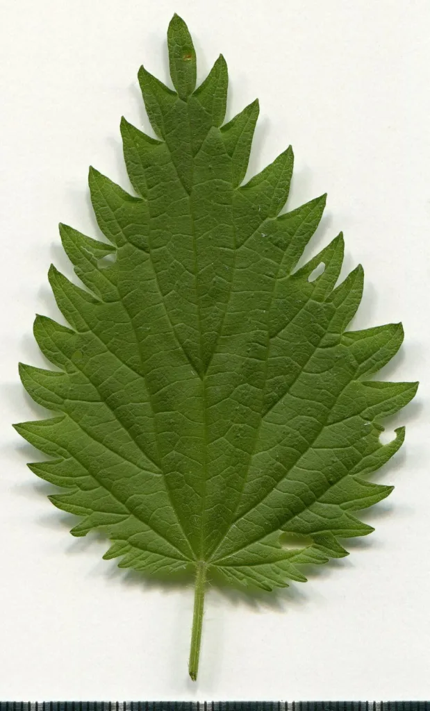 Pressed stinging nettle leaf on white paper