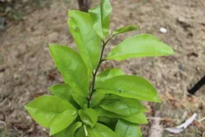 New bronze coloured growth flush on a soursop tree