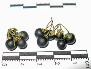 Black berries of Solanum nigrum a nightshade relative of withania