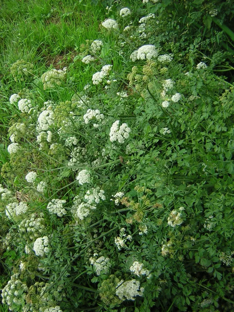 White umbels of hemlock water-dropwort