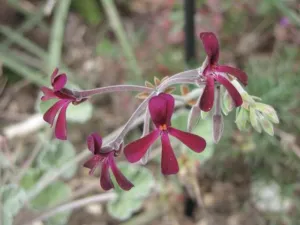 Dark maroon almost black flowers of Pelargonium sidoides on slender stalks