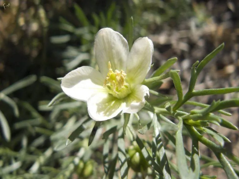 Close-up of a white Syrian rue flower