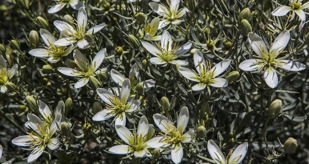 Syrian rue (Peganum harmala) growing among wildflowers in Iran