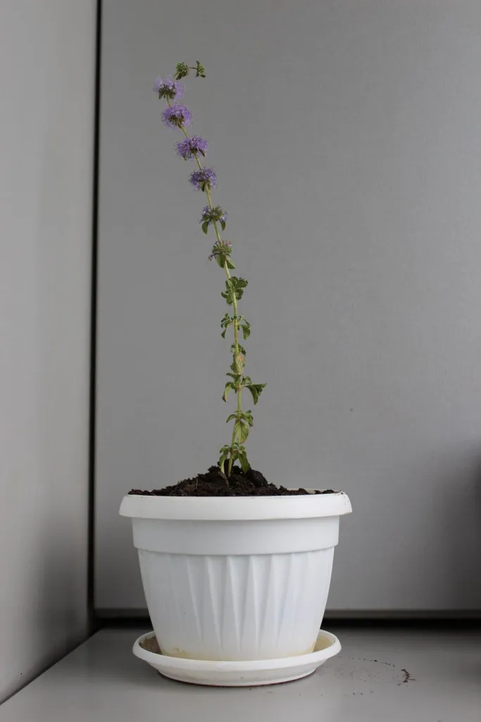 Pennyroyal growing in a pot