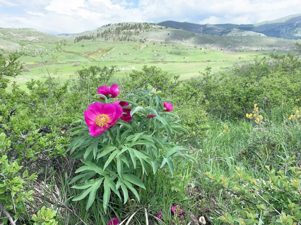 Magenta wild peony flowers in a mountain meadow