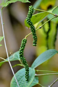 Green and ripening Piper nigrum peppercorn spikes hanging from a vine
