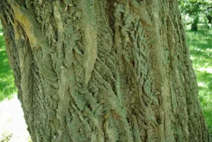 Corky furrowed bark of Phellodendron amurense