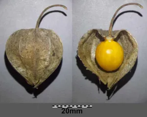 Physalis peruviana berry inside its opened papery calyx