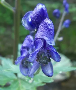 Blue hooded monkshood flowers