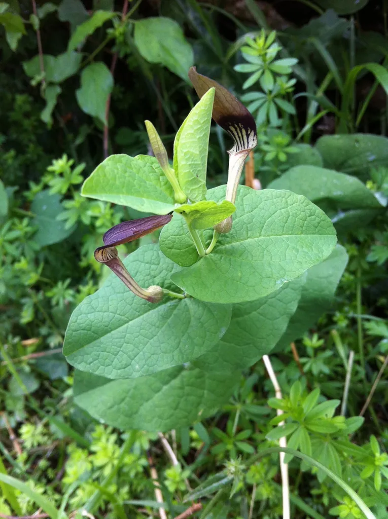 Round birthwort plant with a tubular flower in Montenegro