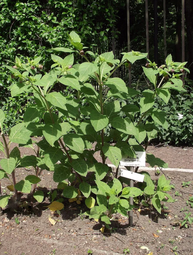 Deadly nightshade plant in a botanic garden bed