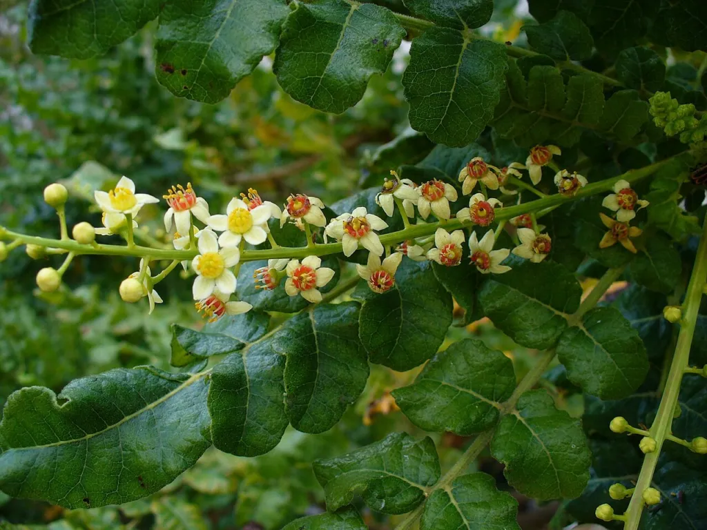 Frankincense tree foliage and flowers