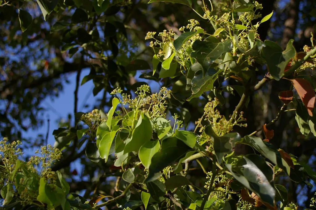 Camphor laurel in flower in Brisbane